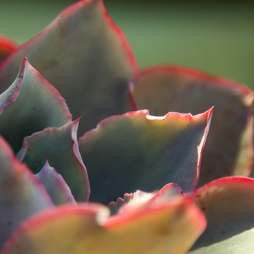 Afterglow Echeveria