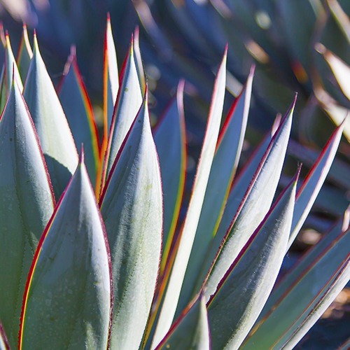Blue Glow Agave