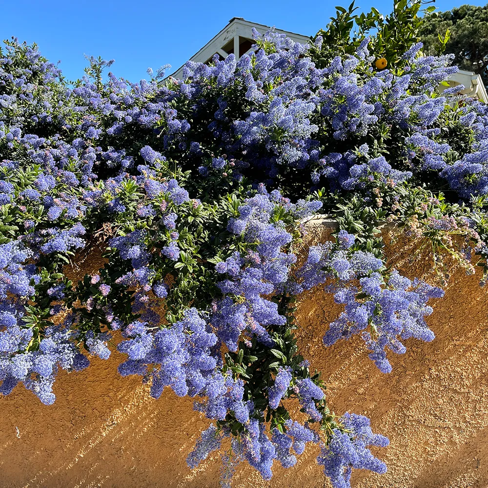 Joyce Coulter Mountain Lilac