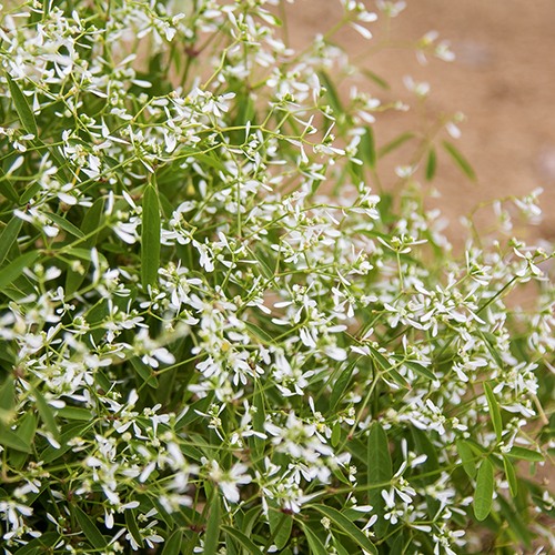 Diamond Frost Spurge