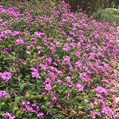 Purple Trailing Lantana