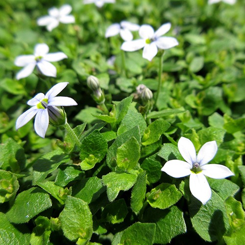 Blue Star Creeper