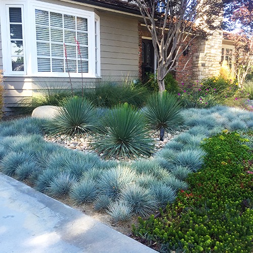 Elijah Blue Fescue