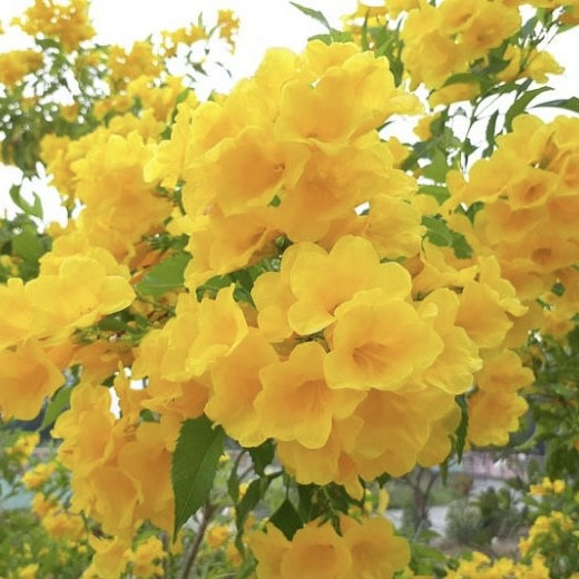 Yellow Bells