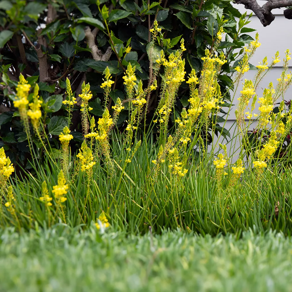 Stalked Bulbine