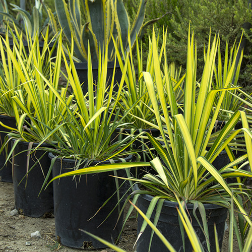 Golden Sword Yucca