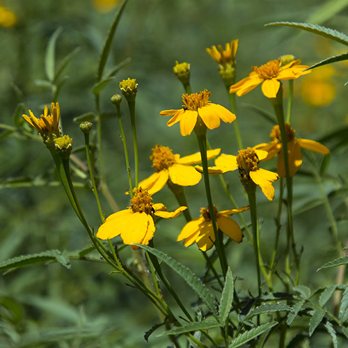 Mexican Marigold