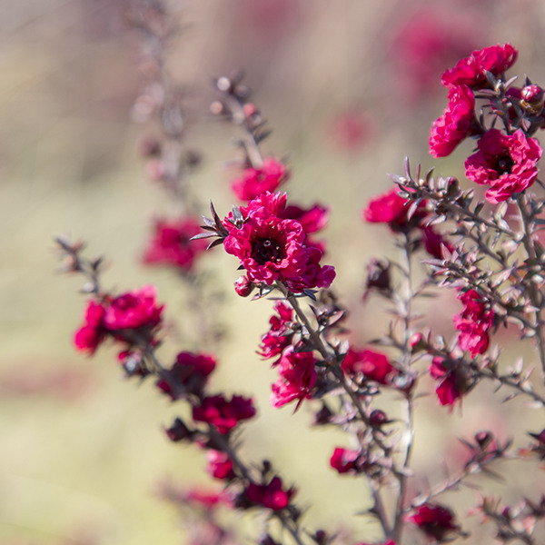 Ruby Glow New Zealand Tea Tree
