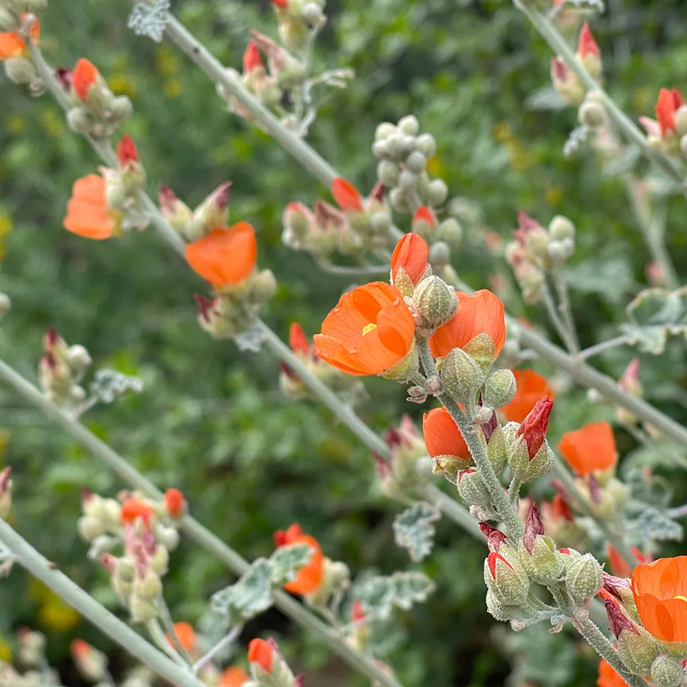 Desert Mallow (Apricot Mallow)
