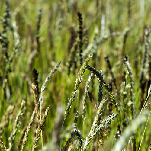 Autumn Moor Grass