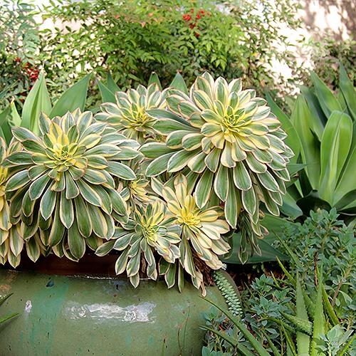 Aeonium 'Sunburst'
