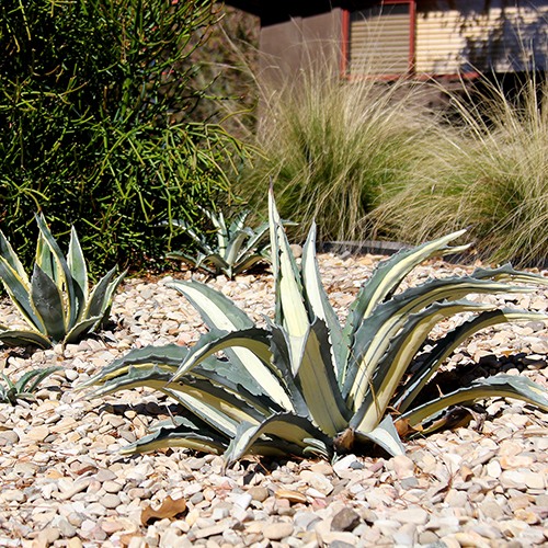 White-Striped Century Plant