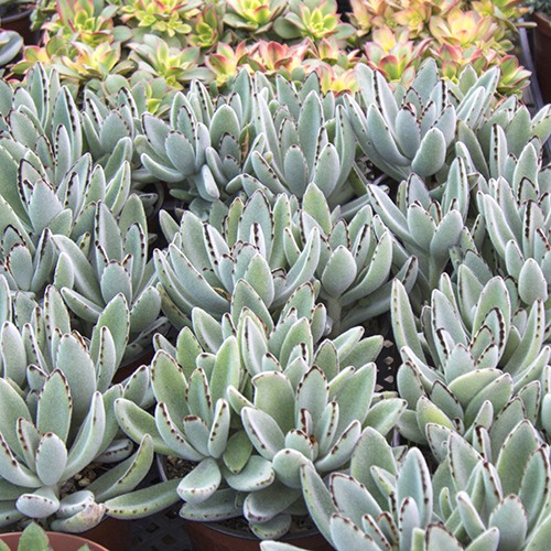 Panda Plant