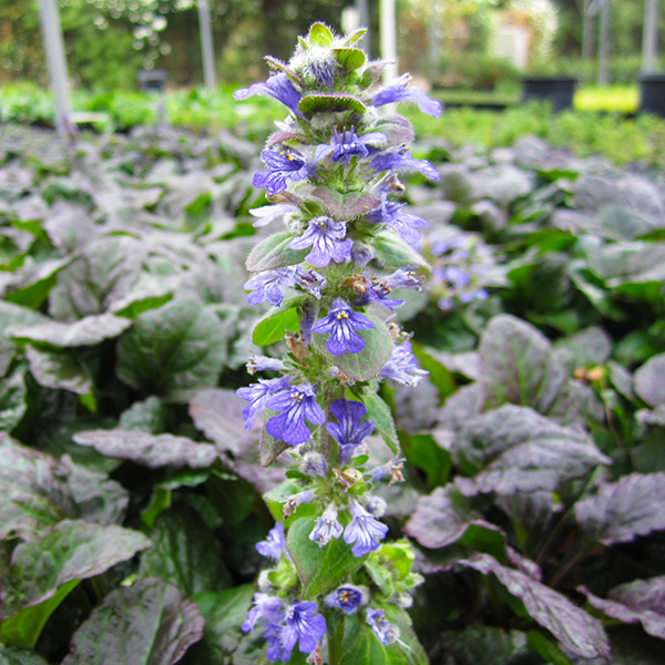 Catlin's Giant Bugleweed