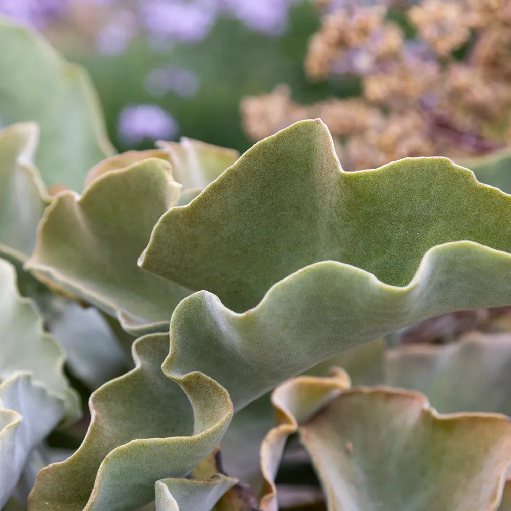 Velvet Elephant Ear