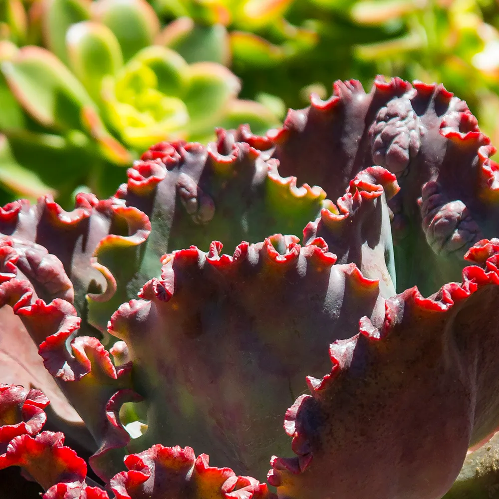 Ruffled Red Echeveria