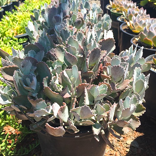 Flower Dust Plant