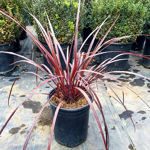 Burgundy Cordyline