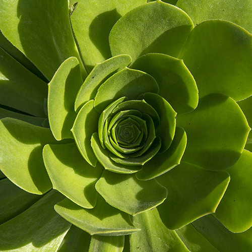 Tree Aeonium