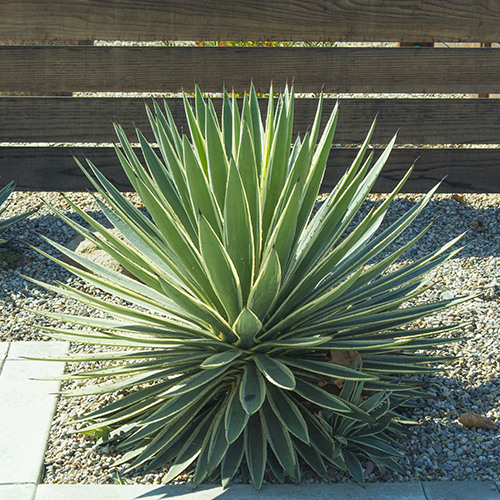 Caribbean Agave