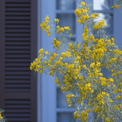 Feathery Cassia