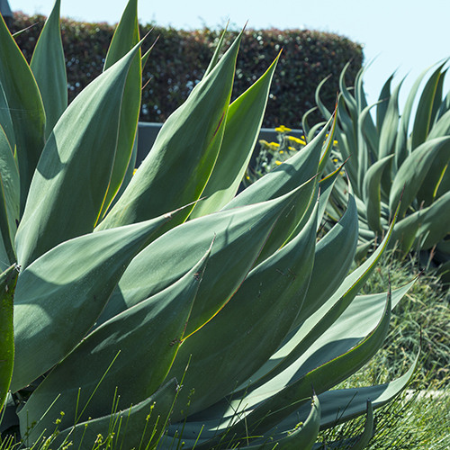 Blue Flame Agave