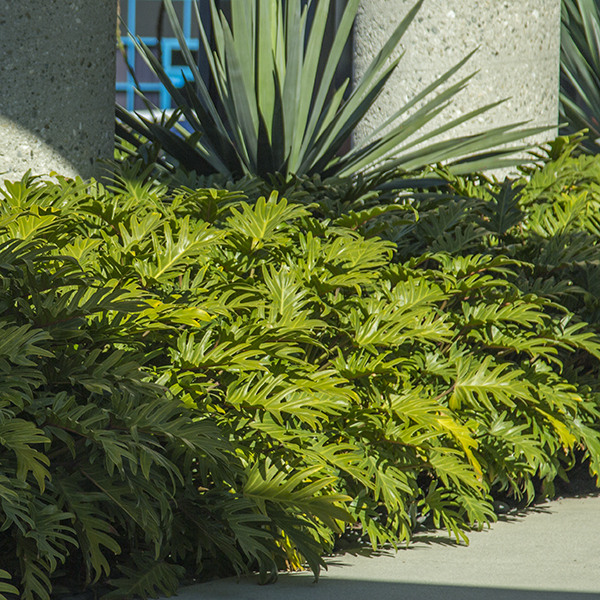 Winterbourn Philodendron