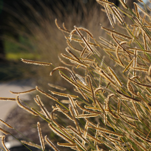 Blonde Ambition Blue Grama Grass
