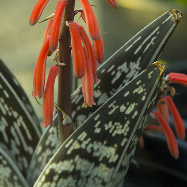 Tiger Aloe