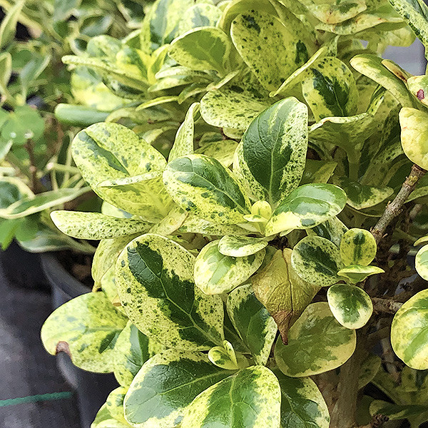 Dwarf Variegated Mirror Plant