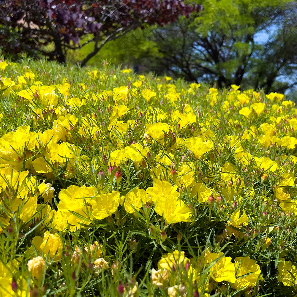 Texas Primrose (Sundrops)