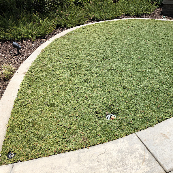 Dwarf Carpet of Stars