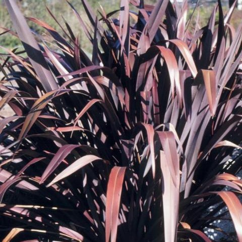New Zealand Flax