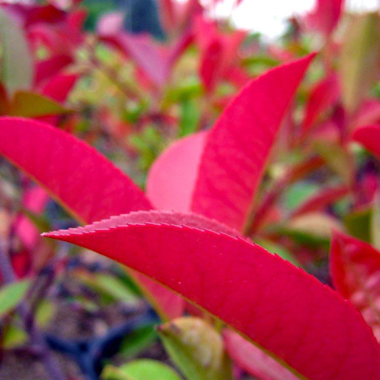 Fraser Photinia