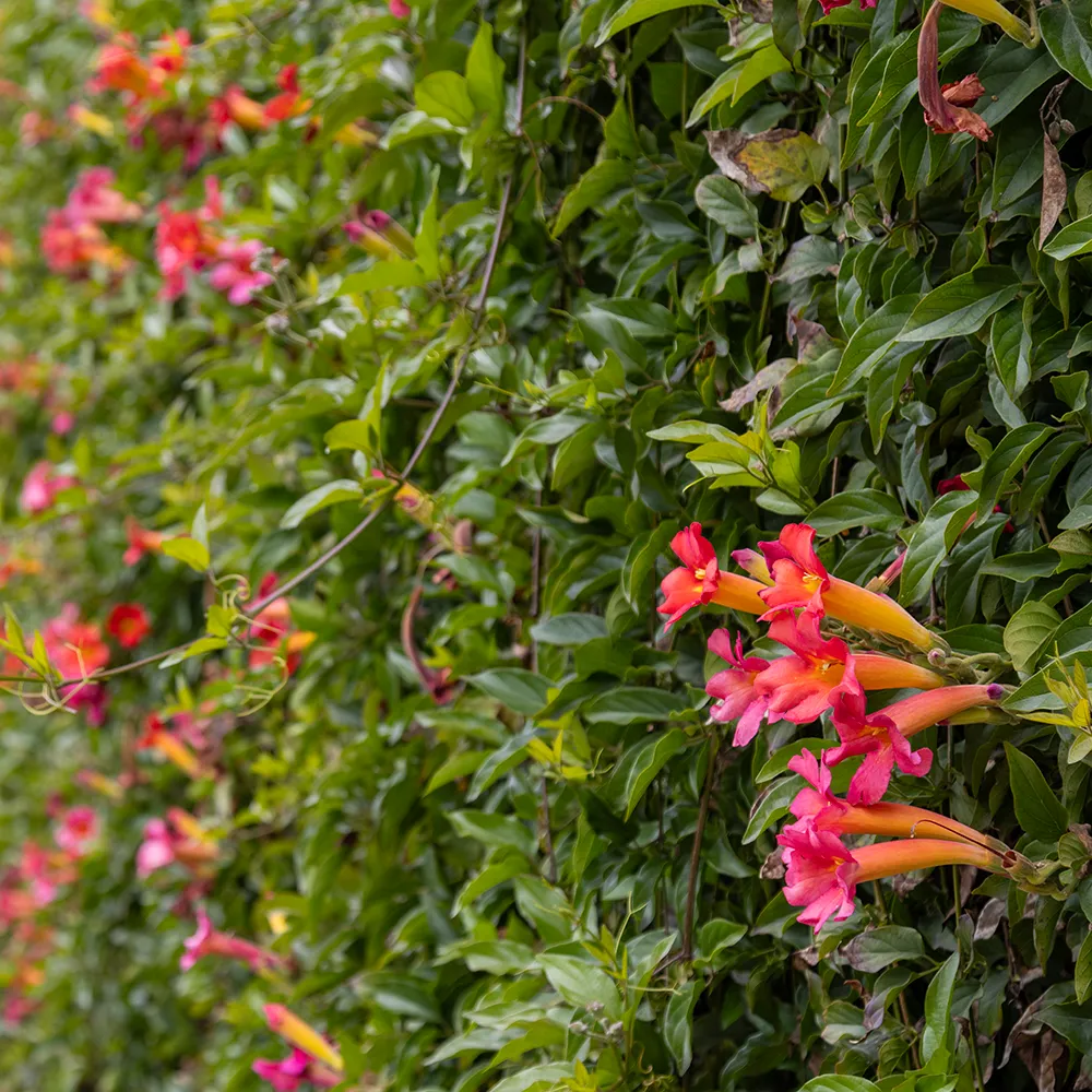 Red Trumpet Vine