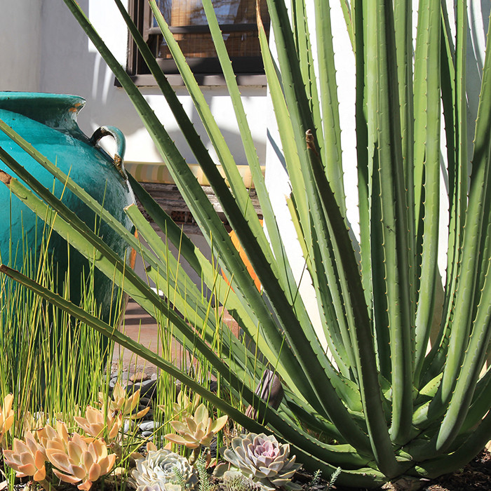 MacDougall's Century Plant