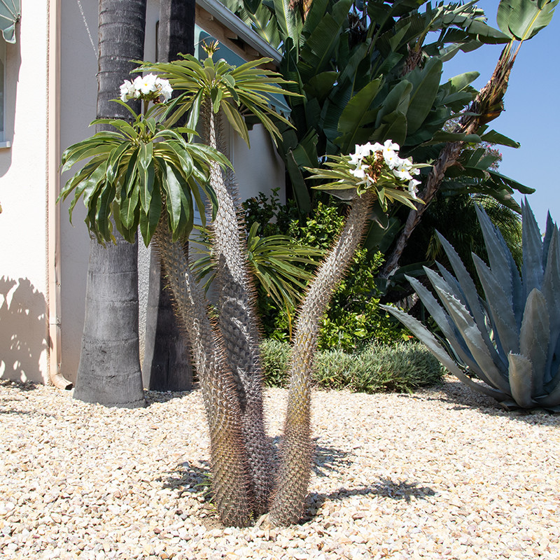 Madagascar Palm