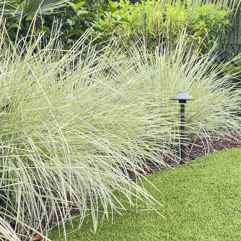Variegated Mat Rush