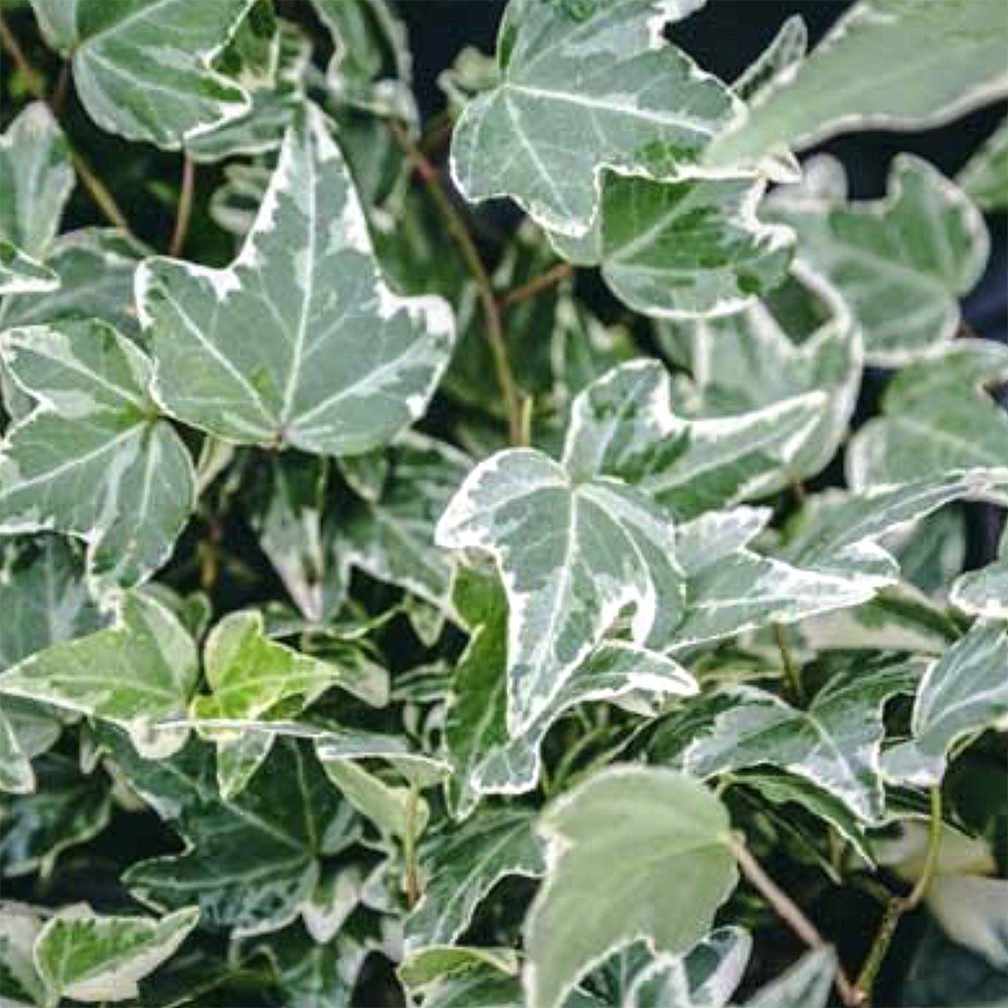 Hahn's English Ivy (Variegated)