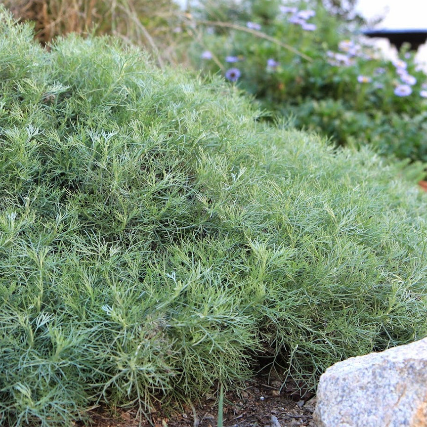 Canyon Gray Sagebrush