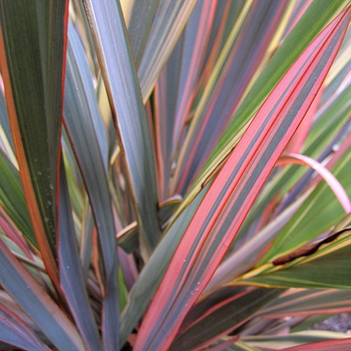 New Zealand Flax