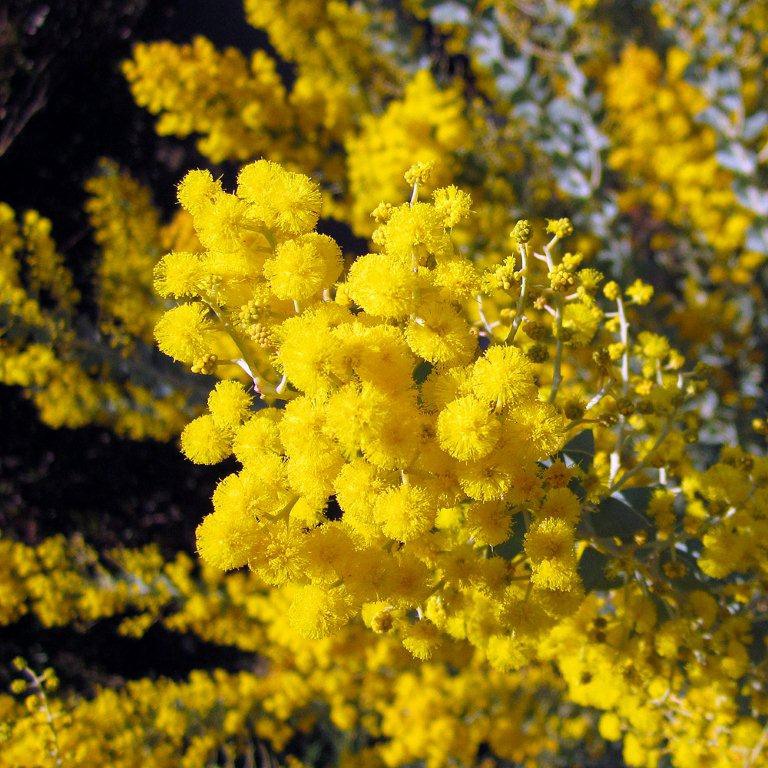 Knifeleaf Acacia