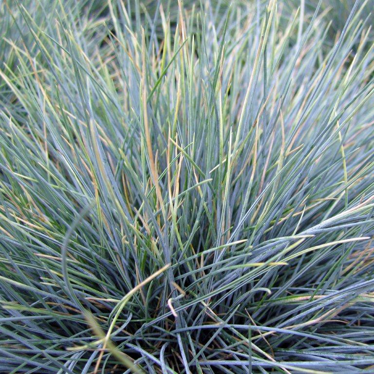 Blue Fescue