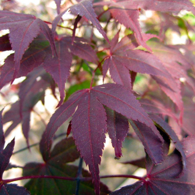 Bloodgood Japanese Maple