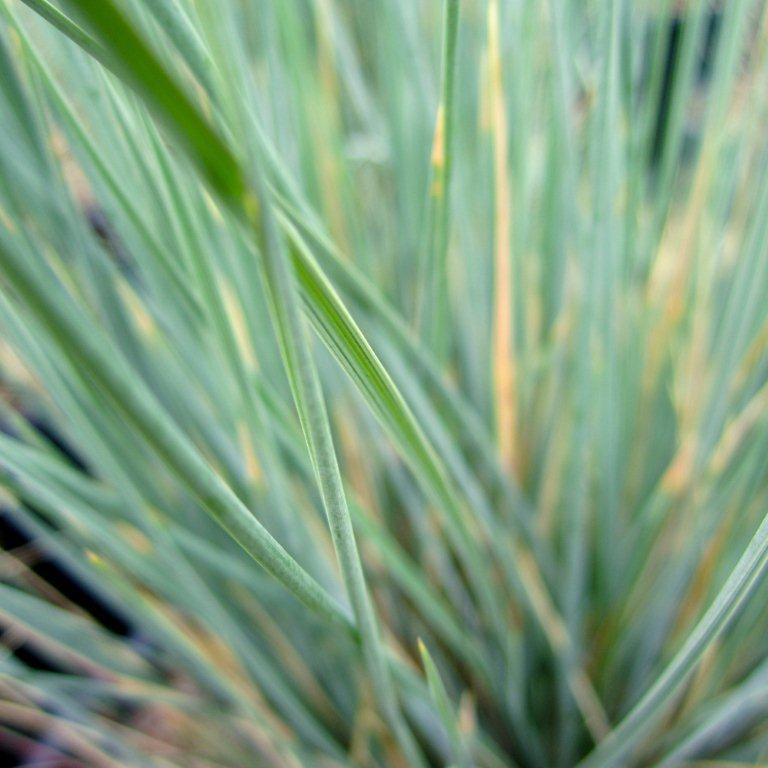 Blue Oat Grass