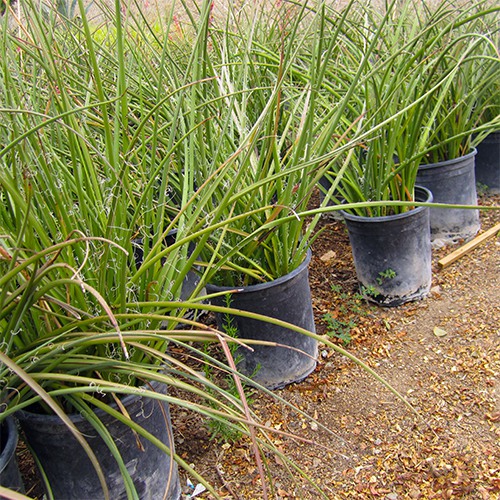 Red Yucca