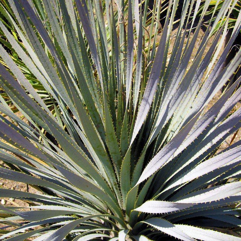 Desert Spoon