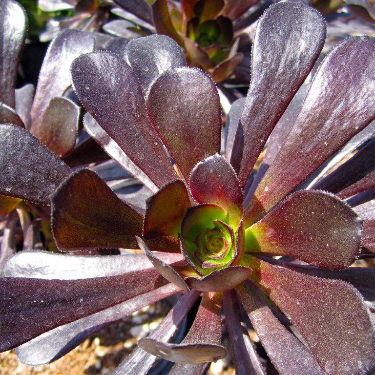 Black Aeonium