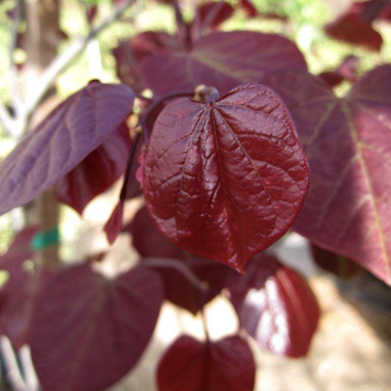 Forest Pansy Redbud (single Trunk)