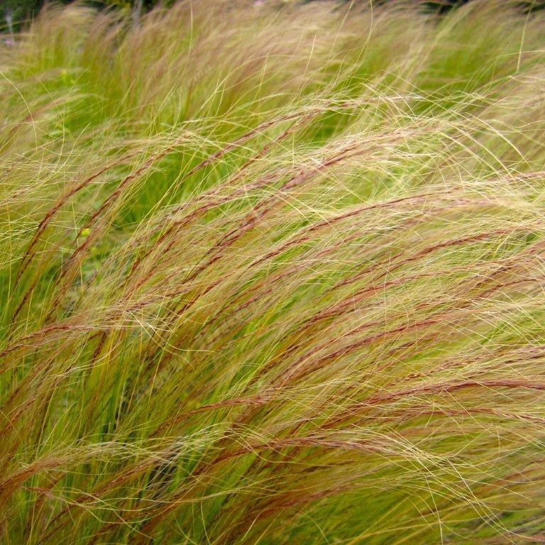 Mexican Feather Grass